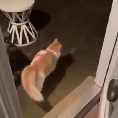 whole essence of a cat in 30 seconds