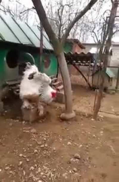 Foghorn Leghorn