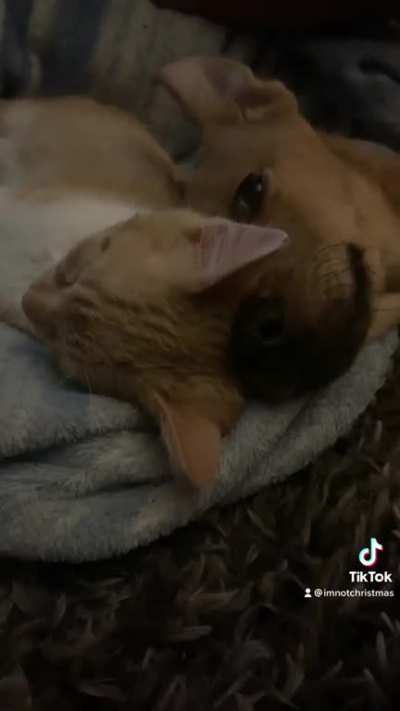 He&rsquo;s a lazy boy