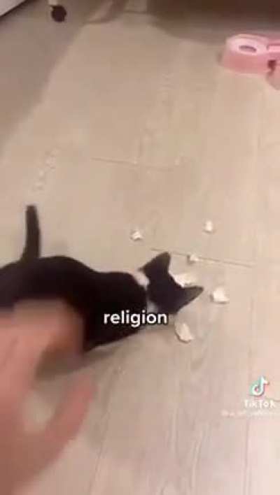 Italian cat