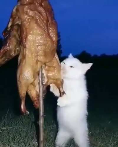Scary cat