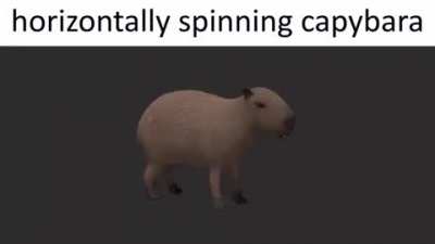 Horizontally spinning capybara