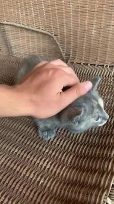 My roommate&rsquo;s family next door has new kittens. Went over last night to arrest the illegals