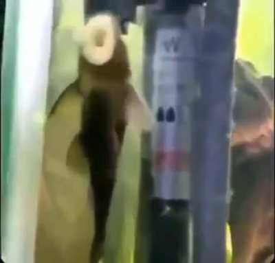 Hamgurber
