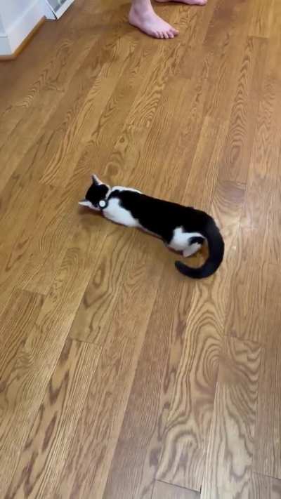 Is my cat going into heat? She&rsquo;s only 6 months old