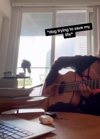 hawk flies into girls home with back door open while she&acirc;s playing guitar