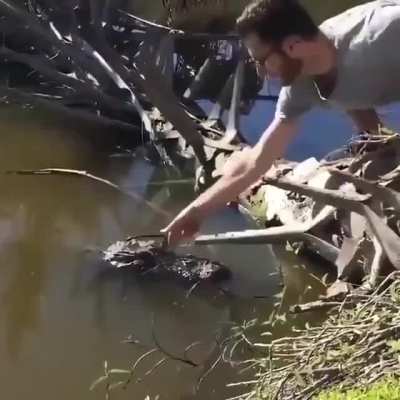 Jacar&eacute; estiloso.mp4