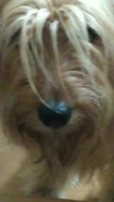 Woof