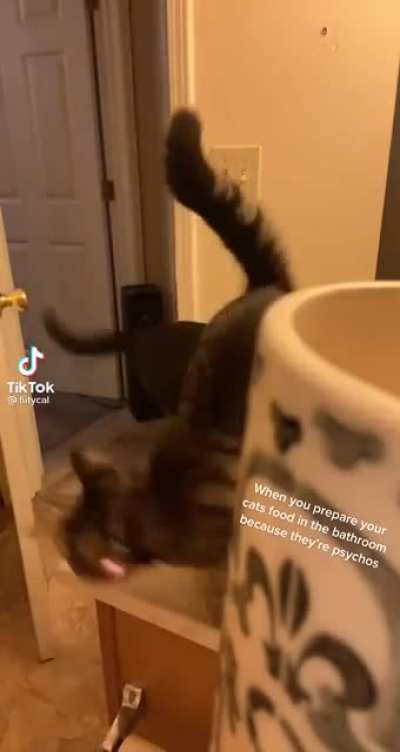 Preparing cat&rsquo;s food