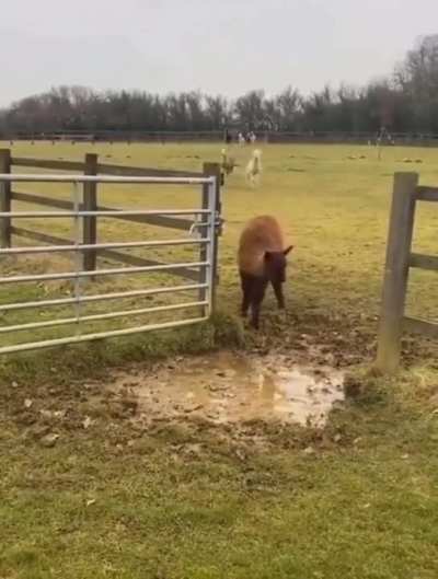 cute alpacas
