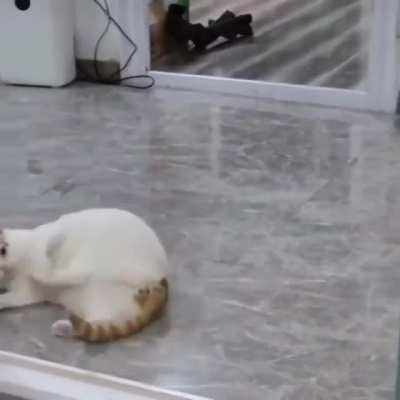 Sonic in the loaf