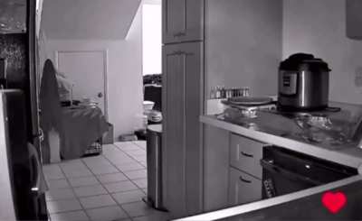 Foil vs Cat