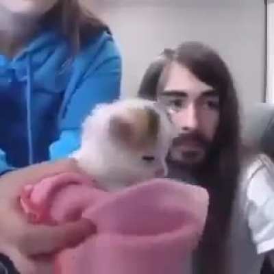 Pretty fd up dog