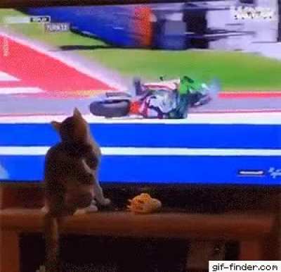 PSYcHo Cat InTentioNALLY caUSEs HoRRIFIc MOTorcYcle AcCiDeNt