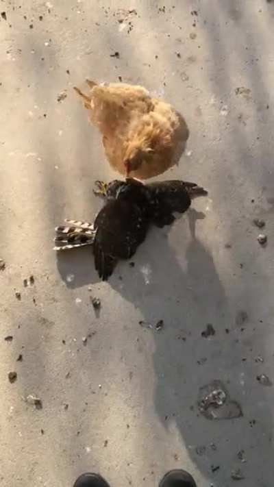 This hen had lost 2 chicks in a week, then I came home to this commotion.