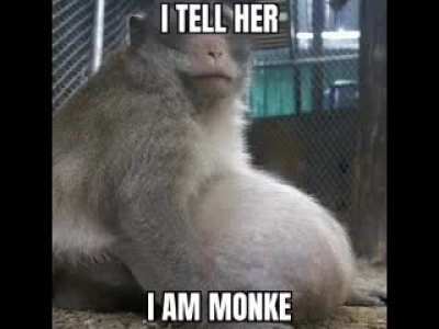 Monkey memes I’ve gotten on discord day 1: