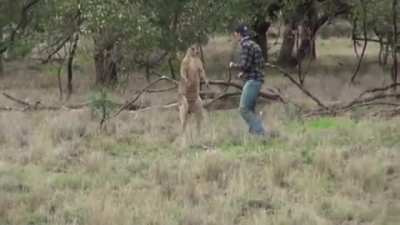 Mate boxes a Roo bullying his dog