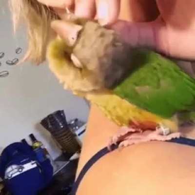 "Mean birb" returned to store by previous owners, turns out its just a cuddly conure looking for a good scritch
