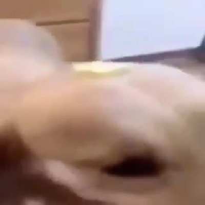 Butter dog