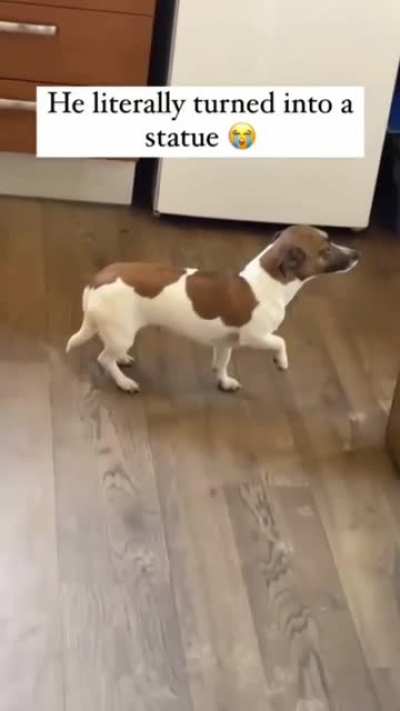 Doggo is Frozen Saying "It Wasn't Me!!"