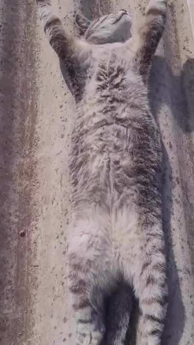 solar powered cat