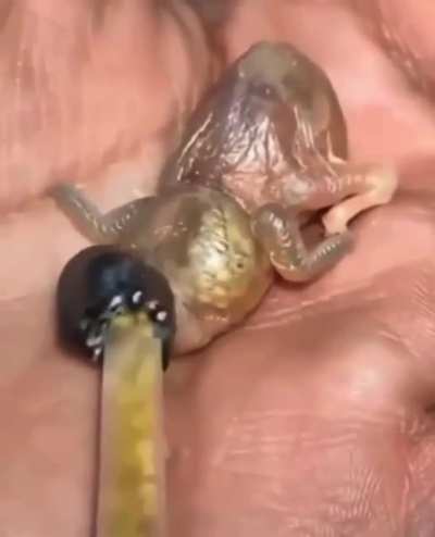 Just, do not do it.