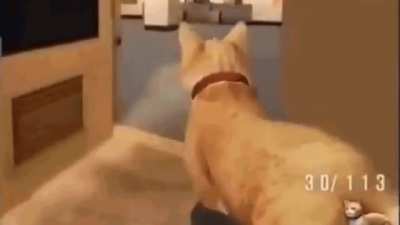 Playing with cat that shoots bullets is my biggest fantasy