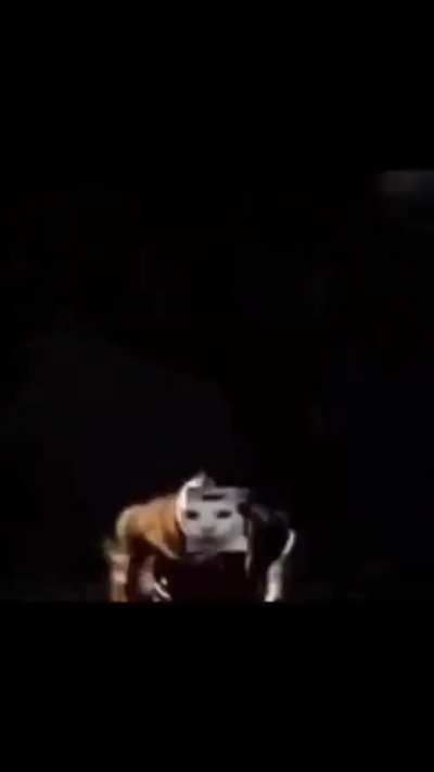 wunky creature