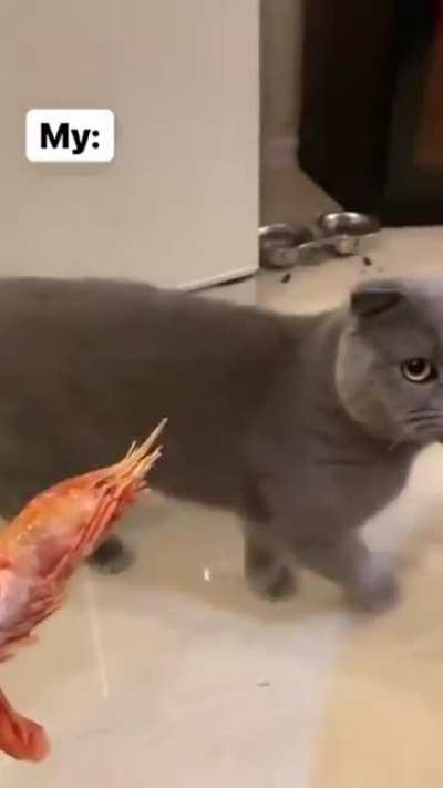 Normal Cat vs My Cat!