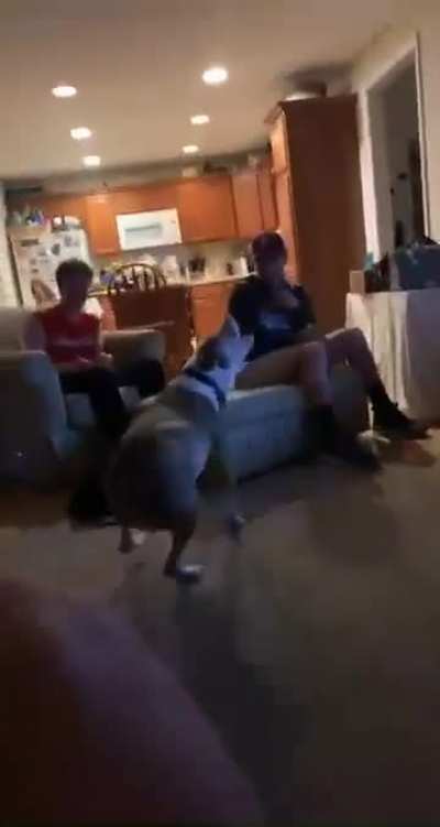 He gets a little to excited sometimes