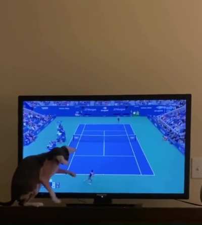 Spectator sport