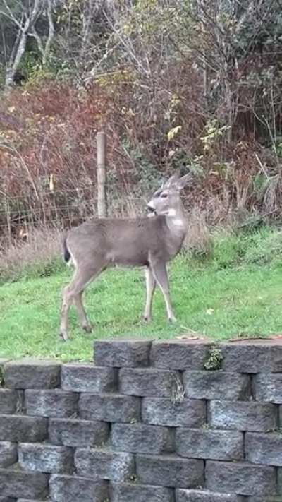 Young Blacktail buck. They look a lot bigger than they actually are. The retaining wall blocks are 6", so this one is about 26" to the shoulder.