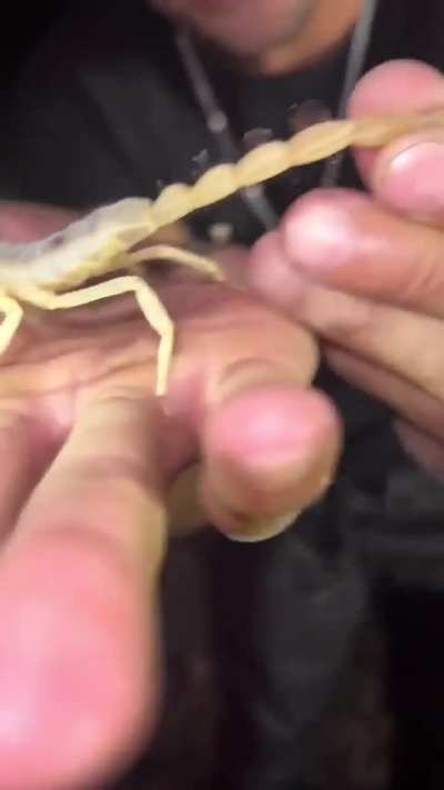 Animal expert 