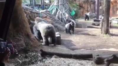 Father Gorilla steals baby Gorilla from Momma Gorilla because Momma Gorilla wouldn't let the dad play with the baby gorilla. He has a history of doing this with his other kids