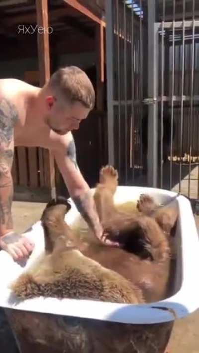 Every normal Russian person in the summer, at a temperature of + 32 &deg;C Каждый нормальный русский человек летом, при температуре +32 &deg;C, должен искупать своего домашнего медведя! А иначе &ndash; с кем ты будешь пить водку и играть на балалайке, если вдруг милой 