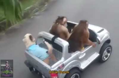 El chad de camino a ver el canelo vs sky