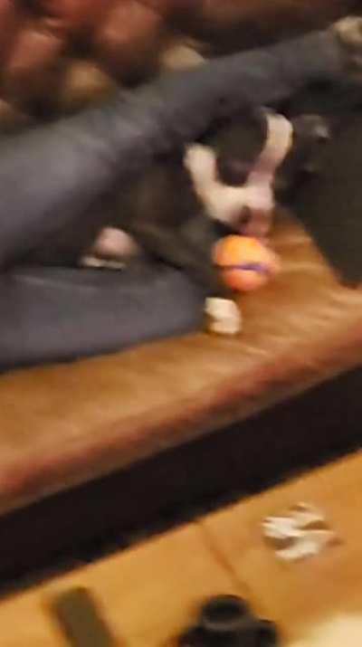 My dogs face says it all