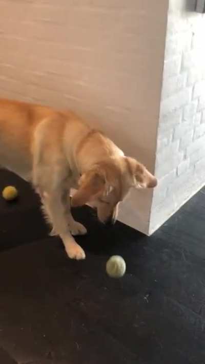 my dogs reaction after realizing it cant carry two balls at once