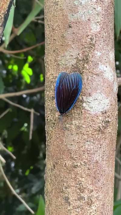 A blue one! 𝘗𝘰𝘮𝘱𝘦𝘭𝘰𝘯 𝘮𝘢𝘳𝘨𝘪𝘯𝘢𝘵𝘢 from Singapore (it doesn&rsquo;t have a common name)