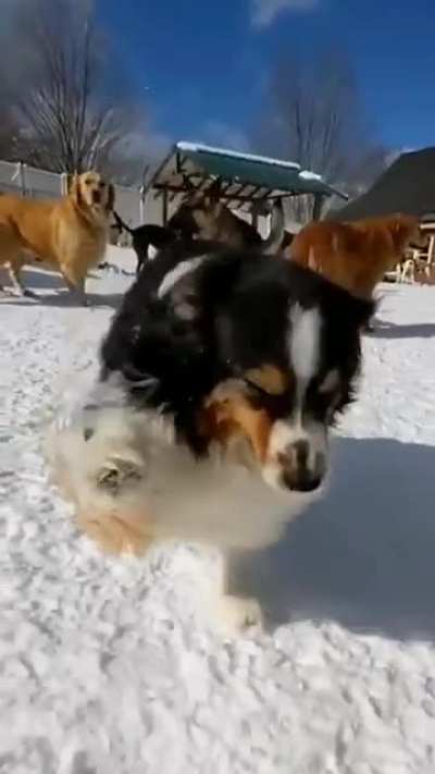 Handsome Zoomie