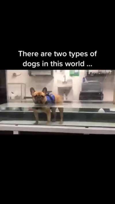 Two types of dogs