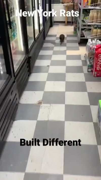New Yorker Rat