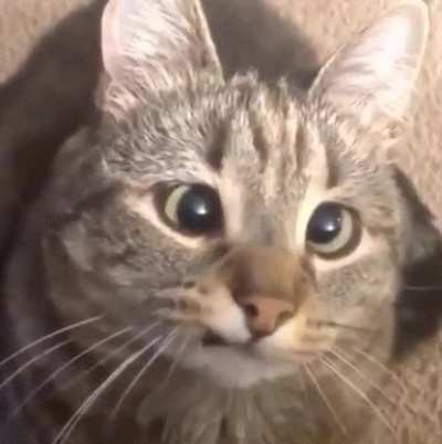 MRW something’s been explained for the 3rd time but I still don’t get it.
