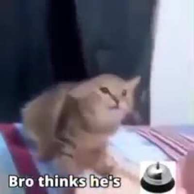 🛎️