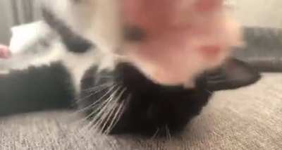 Someone pet this kitty