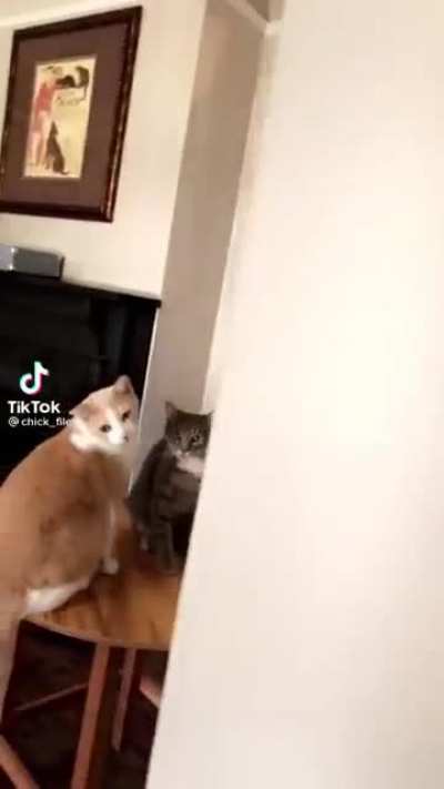 Kitty hugs