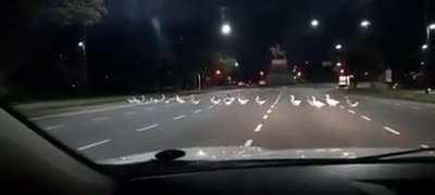 LOS PATOS DEL PLANETARIO CRUZAN AV SARMIENTO CUANDO SE LES CANTAN LAS P