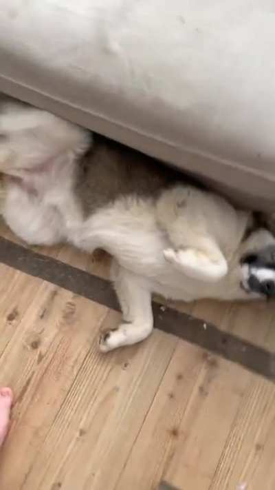 This is Areum, a Bosnian rescue dog. She’s gone from being so terrified of us both 2 weeks ago to doing this when I walk in the room!