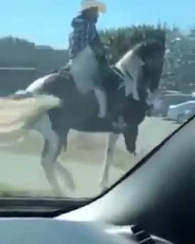 This horse is a dope!