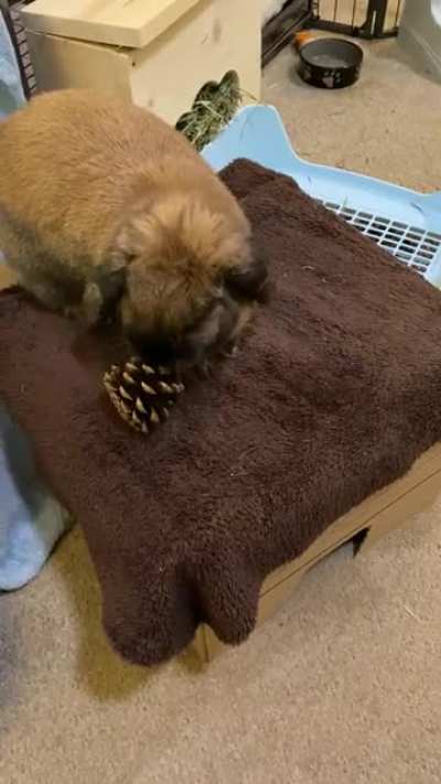 Her first pinecone